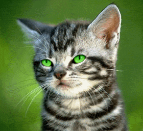 chat en direct